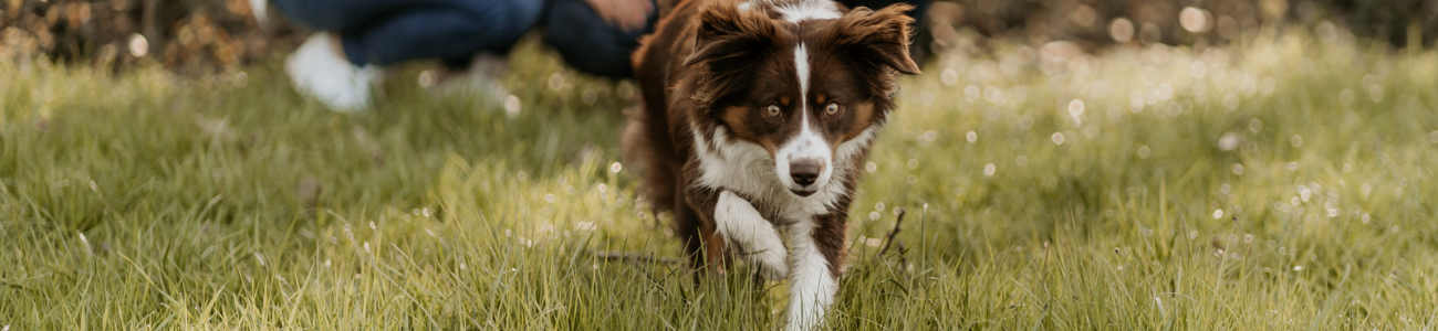 Tierfotografie